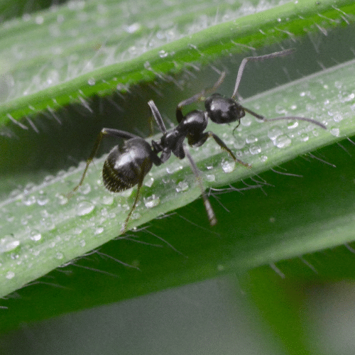 ants-in-garden