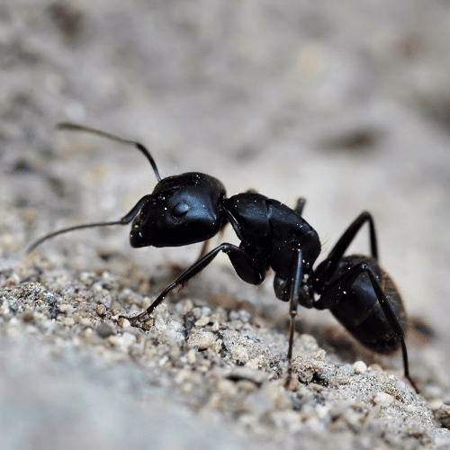 ant-control-dublin
