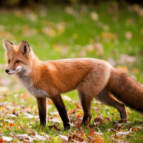 fox-control-dublin