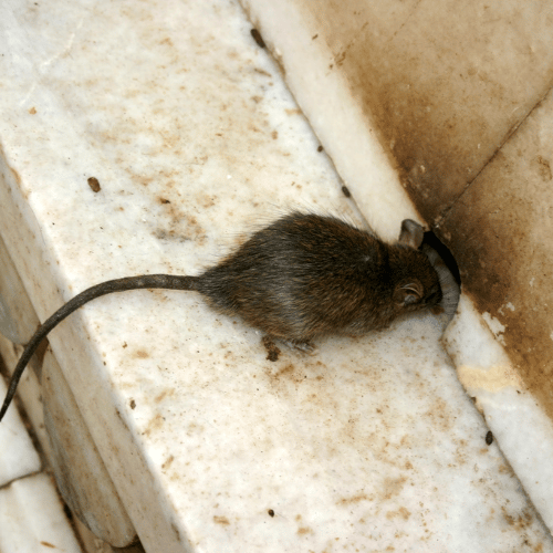 rat-pest-proofing