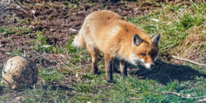 get-rid-of-foxes
