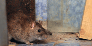 get-rid-of-rats