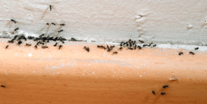 ant-infestation