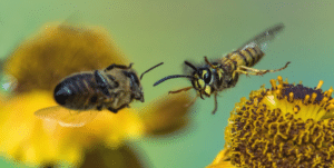 difference-between-wasps-and-bees
